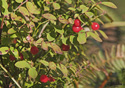 Vaccinium parvifolium